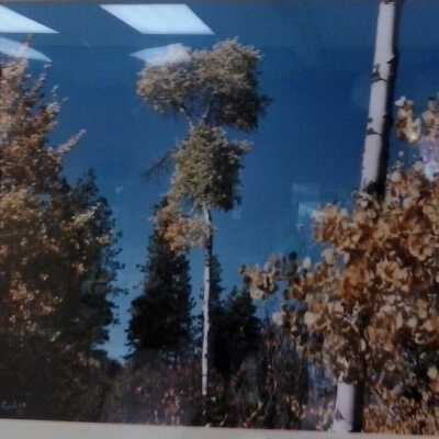 Untitled (Three Trees)