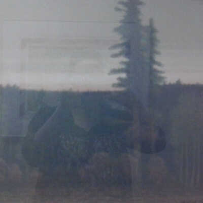 Trees