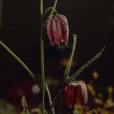 Untitled (Two Tulips)