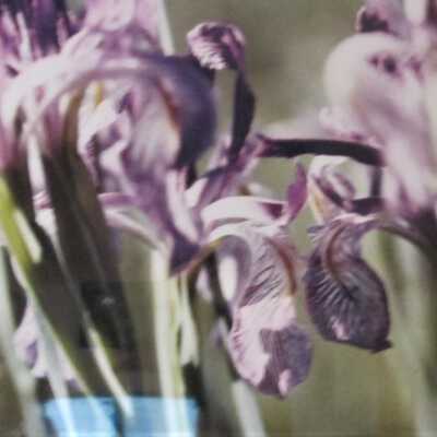 Purple Iris