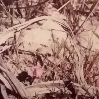 Untitled (arched stick)