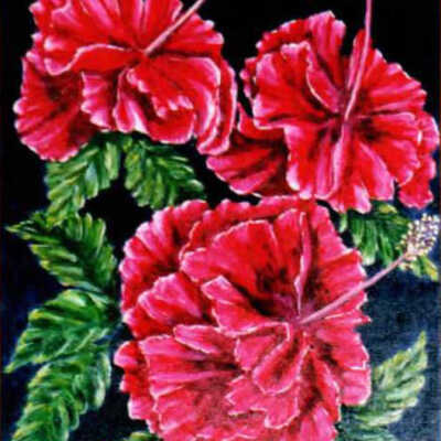 Red Hibiscus