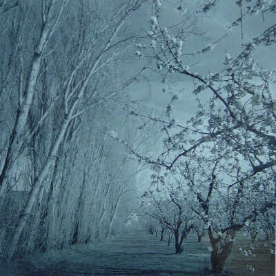 Cherry Blossoms
