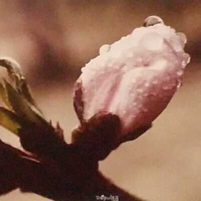 Untitled (flower on stick with dew drops)