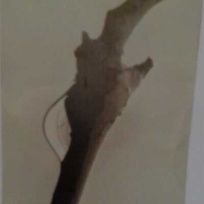 Twig with Dew Drop