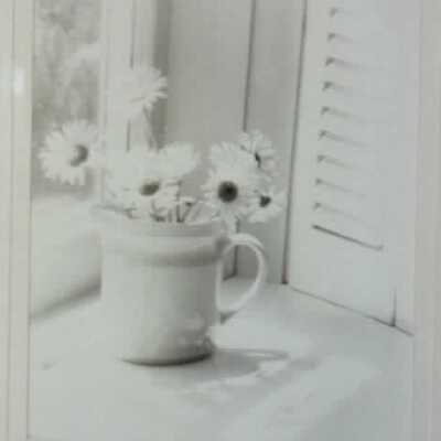 Shadows - Daisies