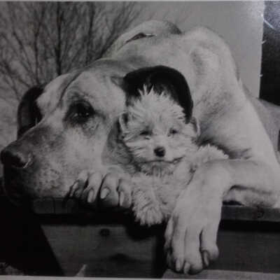 Mutt and Jeff