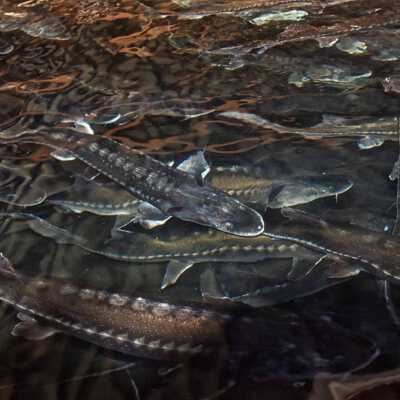 Sturgeon at Yakama Nation