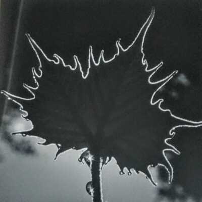 untitled (leaf silloutte)
