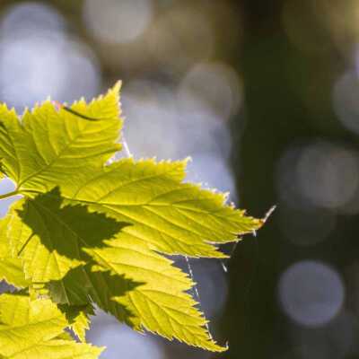 Daylight Shadows