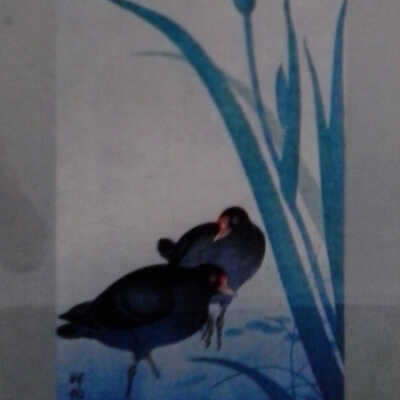 Untitled (2 birds with iris)