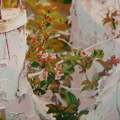 Congdon Orchards Grafts