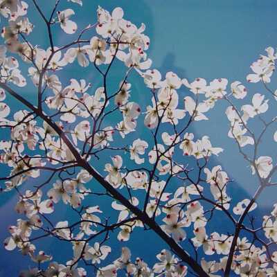 Dogwood Blossoms