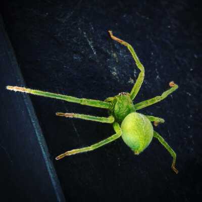 Green Spider
