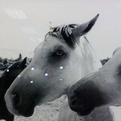 Pale Horses (1986)