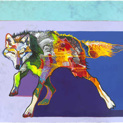 Gray Wolf