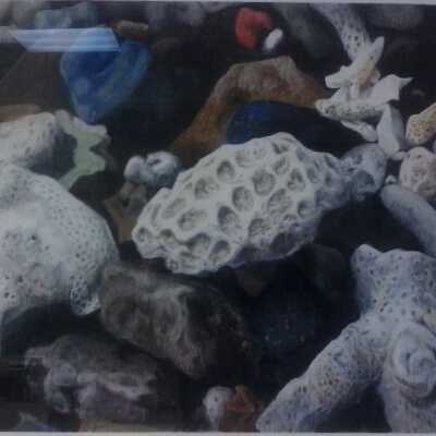 Coral Coast