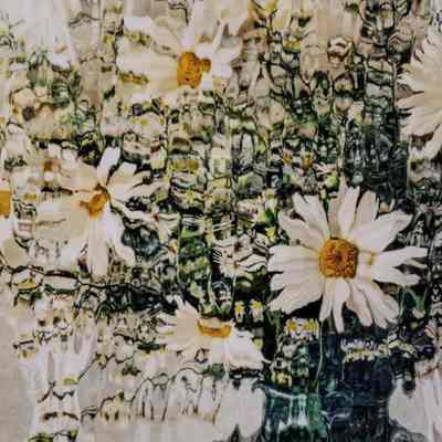 Daisy Rain