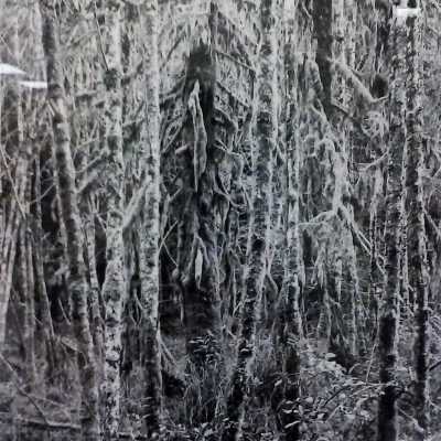 Alder Bog