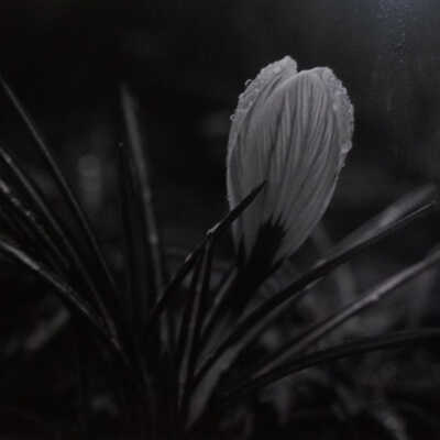 Crocus #2