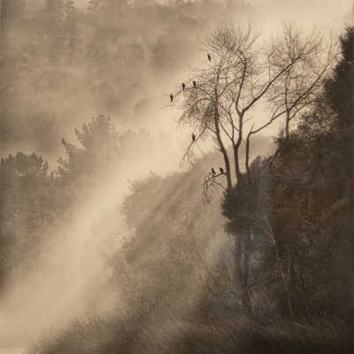 The Birds