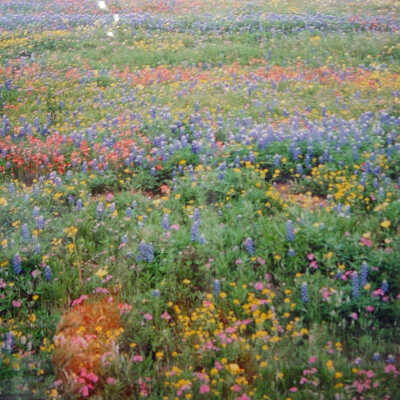 Meadow