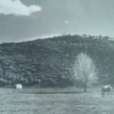 Untitled (two horses)