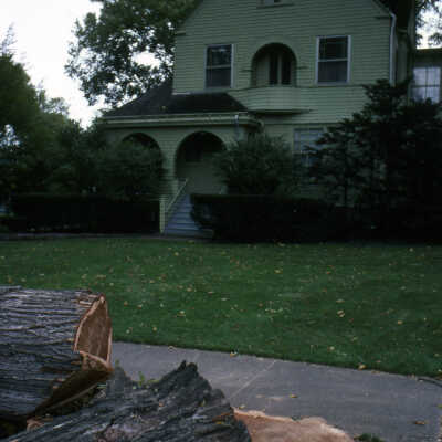 Trees, Dutch Elm Disease