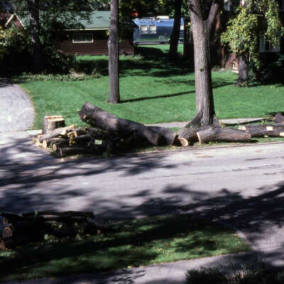 Trees, Dutch Elm Disease