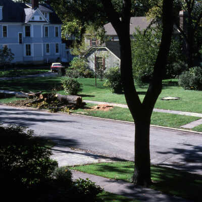 Trees, Dutch Elm Disease