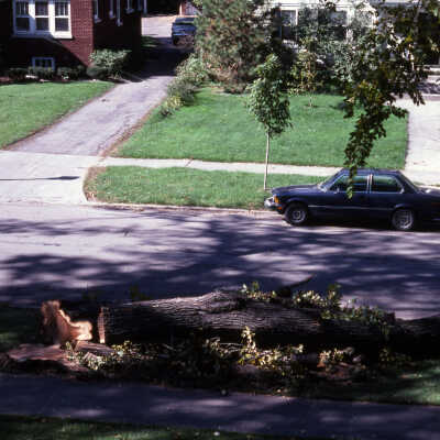 Trees, Dutch Elm Disease