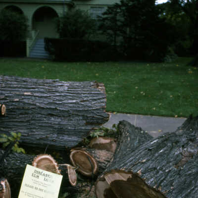 Trees, Dutch Elm Disease