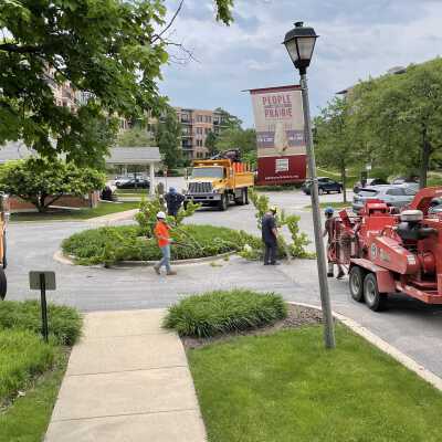 Tree Removal on Elmhurst History Museum Grounds