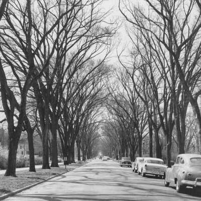 Cottage Hill Avenue Looking South