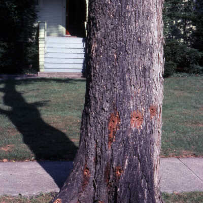 Tree, Dutch Elm Disease