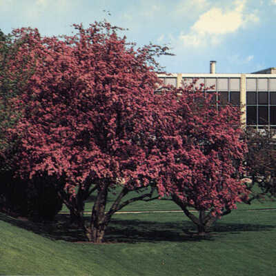 Elmhurst College campus