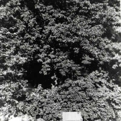 Garden at 306 Cottage Hill Avenue
