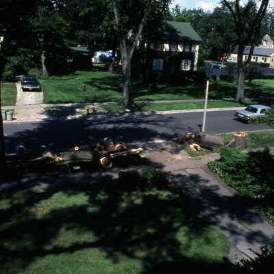 Trees, Dutch Elm Disease