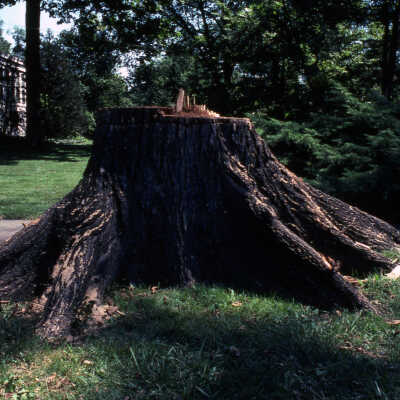 Trees, Dutch Elm Disease
