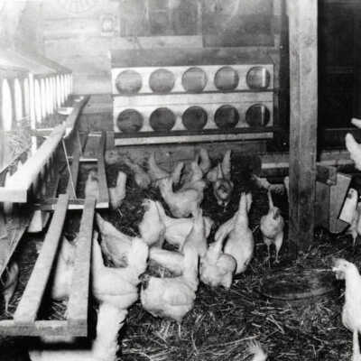 Chicken coop interior, Paul Luessenhop farm