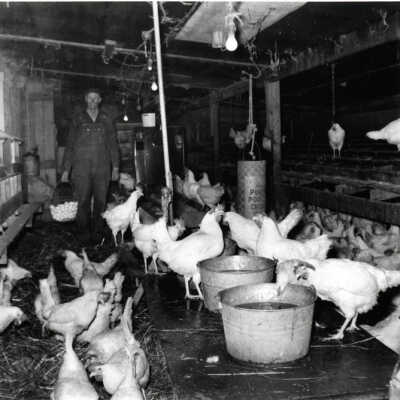 Chicken coop interior, Paul Luessenhop farm