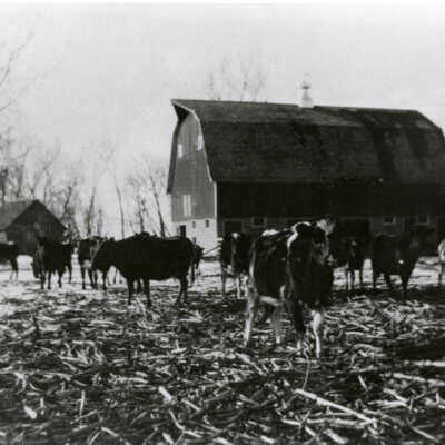 Farm scene