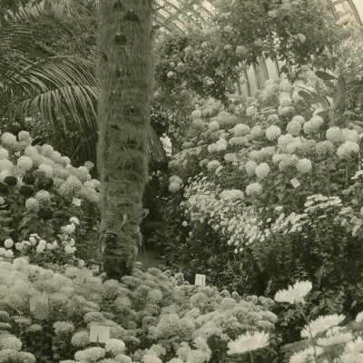 Wilder Park, Conservatory Interior