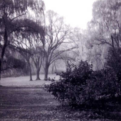 Wilder Park, willow trees