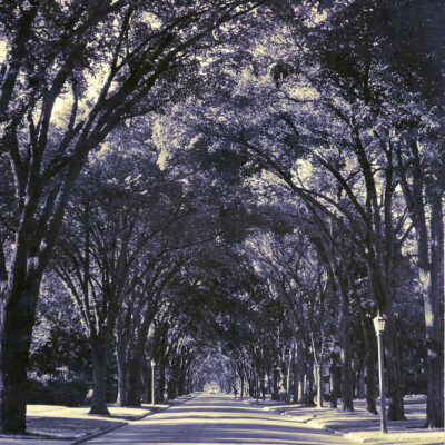 Cottage Hill Avenue
