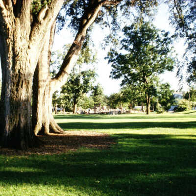 Wilder Park, elm trees