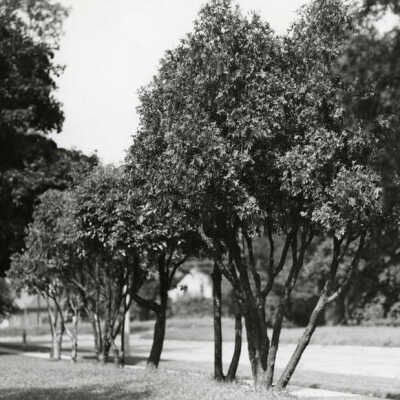 Glos Mansion, Arbor Vitae