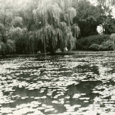 Wilder Park Lily Pond