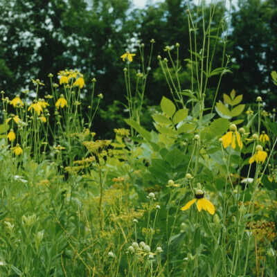 Great Western Prairie