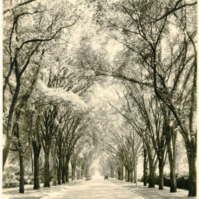 Cottage Hill Avenue